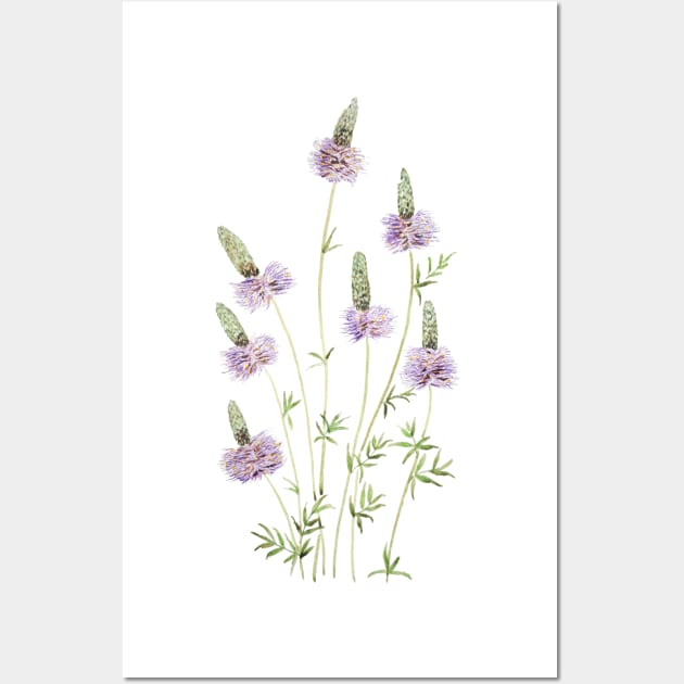 purple prairie clover watercolor Wall Art by colorandcolor